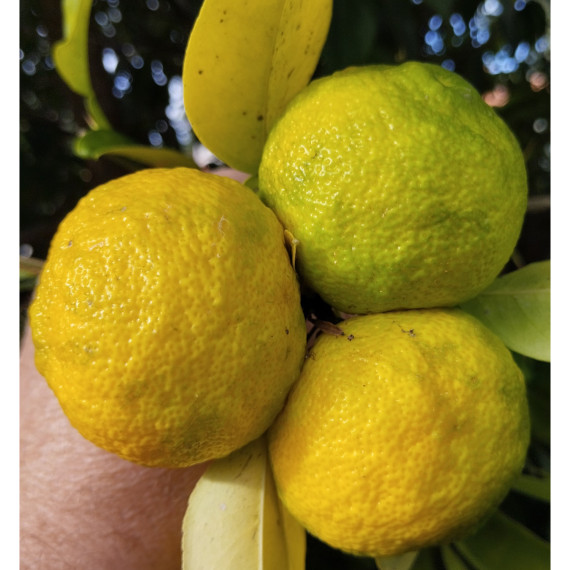 Yuzu ivia - Citron japonais - citrus juno