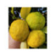 Yuzu ivia - Citron japonais - citrus juno