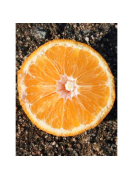Clementinier Arrufatina. Citrus x clementina 'Arrufatina'