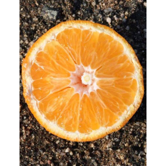 Clementinier Arrufatina. Citrus x clementina 'Arrufatina'