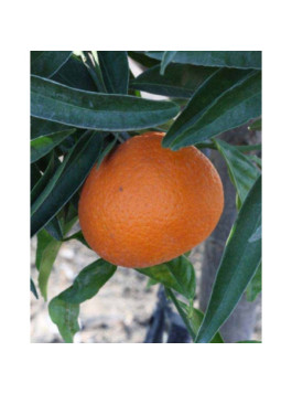 Clementinier Arrufatina. Citrus x clementina 'Arrufatina'
