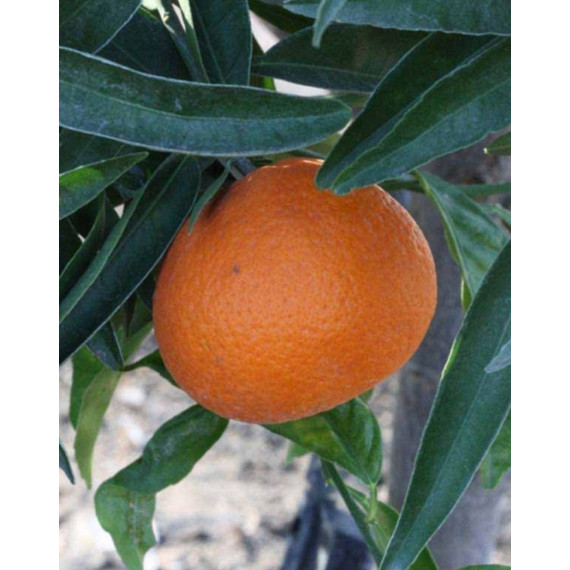 Clementinier Arrufatina. Citrus x clementina 'Arrufatina'