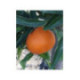 Clementinier Arrufatina. Citrus x clementina 'Arrufatina'