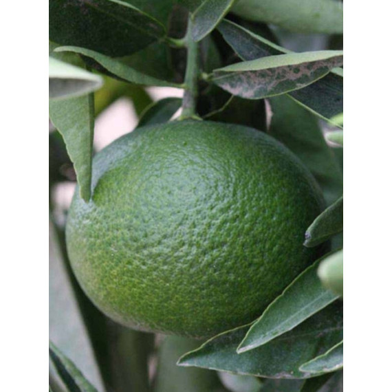 Clementinier Arrufatina. Citrus x clementina 'Arrufatina'