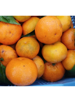 Clementinier - Citrus x clementina 'clemenules'