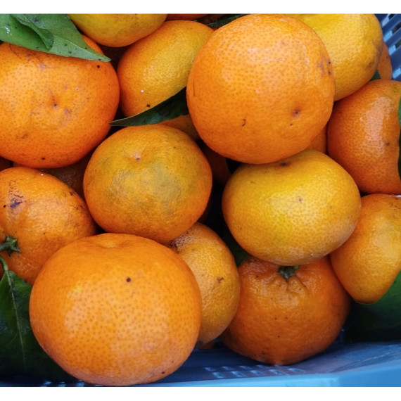 Clementinier - Citrus x clementina 'clemenules'