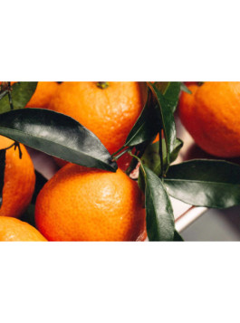 Clémentinier caffin. Citrus x clementina caffin