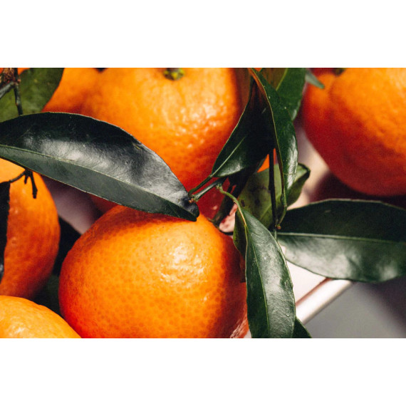 Clémentinier caffin. Citrus x clementina caffin