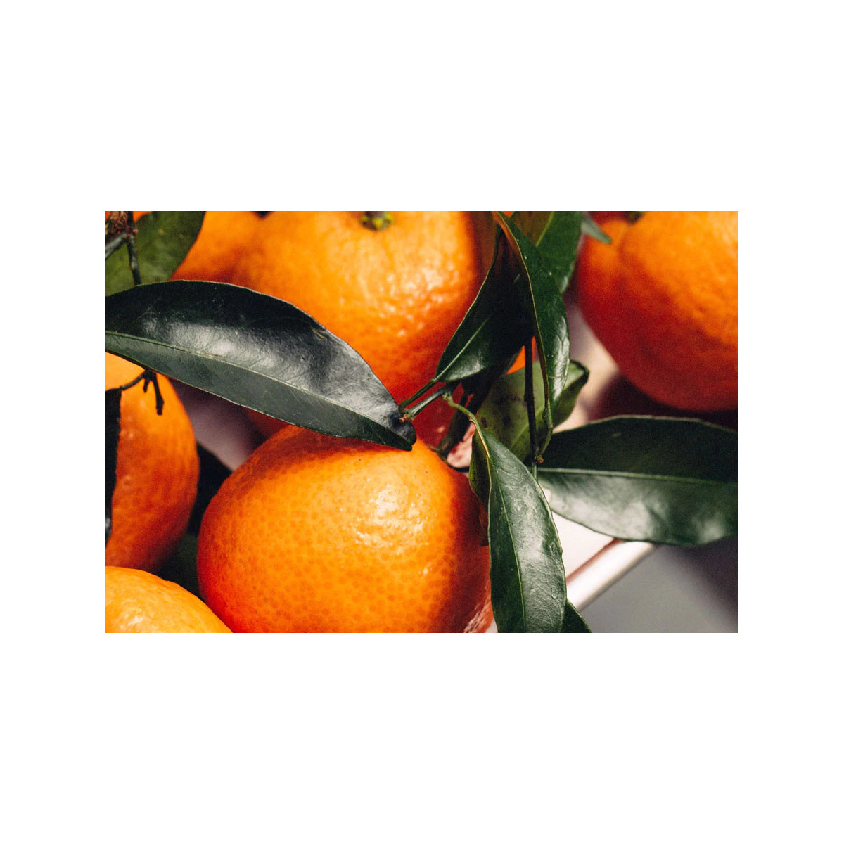 Clémentinier caffin. Citrus x clementina caffin