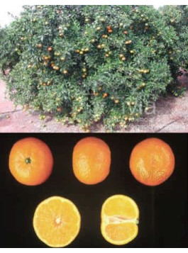 Clémentine 'Oronules'. Citrus x clementina