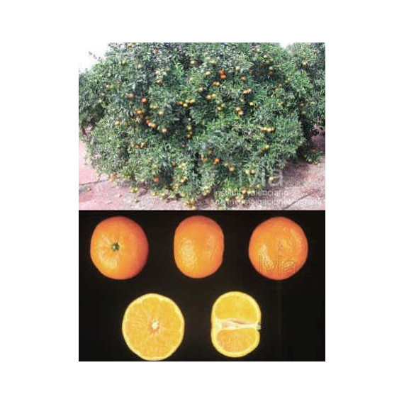 Clémentine 'Orogros'. Citrus x clementina