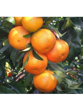 Clémentine tomatera - Citrus clementina