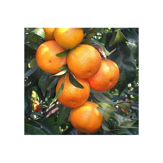 Clémentine tomatera - Citrus clementina