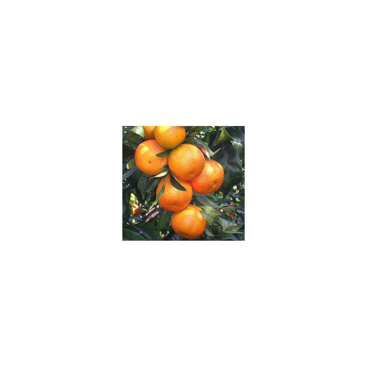 Clémentine tomatera - Citrus clementina