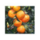 Clémentine tomatera - Citrus clementina