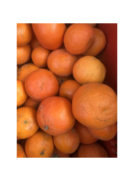Clementine x tangelo ’nova’  Citrus clementina x tangelo