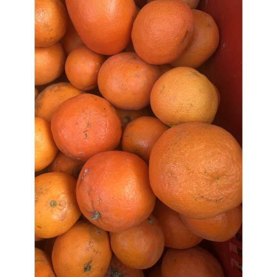 Clementine x tangelo ’nova’  Citrus clementina x tangelo