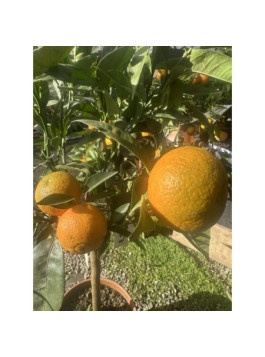 Clementine x tangelo ’nova’  Citrus clementina x tangelo