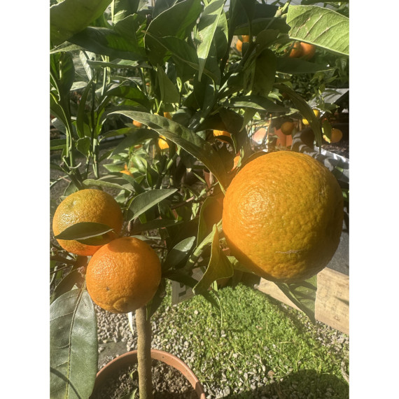 Clementine x tangelo ’nova’  Citrus clementina x tangelo