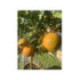 Clementine x tangelo ’nova’  Citrus clementina x tangelo