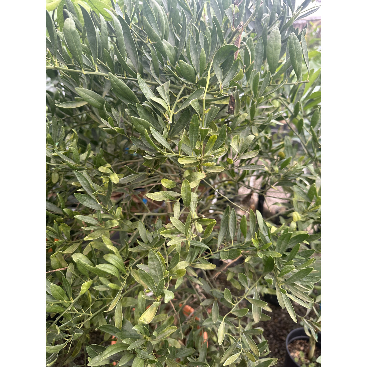 Eremorange. eremocitrus sinensis