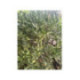 Eremorange. eremocitrus sinensis