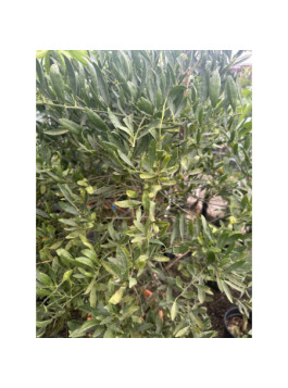 Eremorange. eremocitrus sinensis
