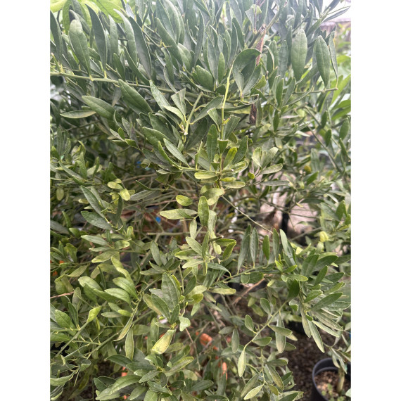 Eremorange. eremocitrus sinensis