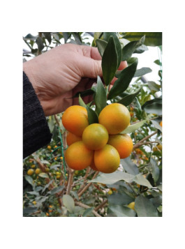 Kumquat rond 'Meiwa' - Fortunella crassifolia 'meiwa'