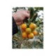Kumquat rond 'Meiwa' - Fortunella crassifolia 'meiwa'