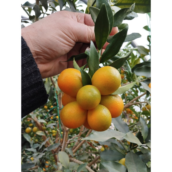 Kumquat rond 'Meiwa' - Fortunella crassifolia 'meiwa'