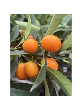 Kumquat ovale - Fortunella margarita