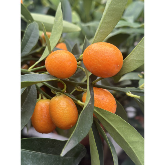 Kumquat ovale - Fortunella margarita