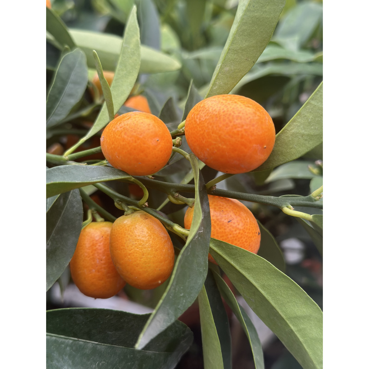 Kumquat ovale - Fortunella margarita