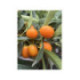 Kumquat ovale - Fortunella margarita