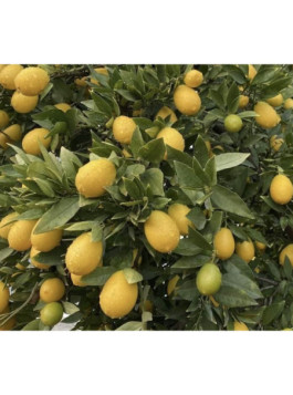 Limequat - Citrofortunella