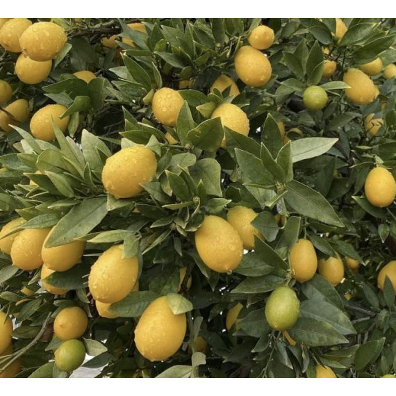 Limequat - Citrofortunella