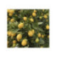 Limequat - Citrofortunella