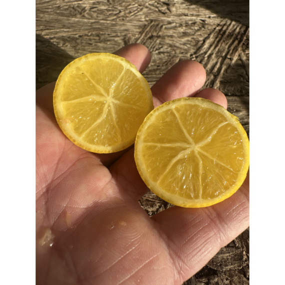 Limequat - Citrofortunella