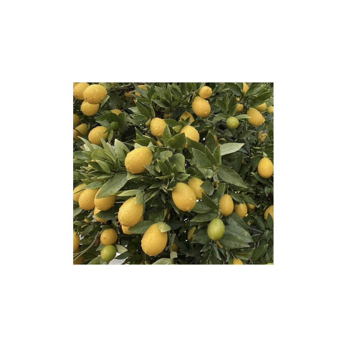 Limequat Tavares - Citrofortunella
