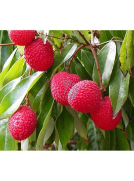 Litchi wai chee- Litchi chinensis