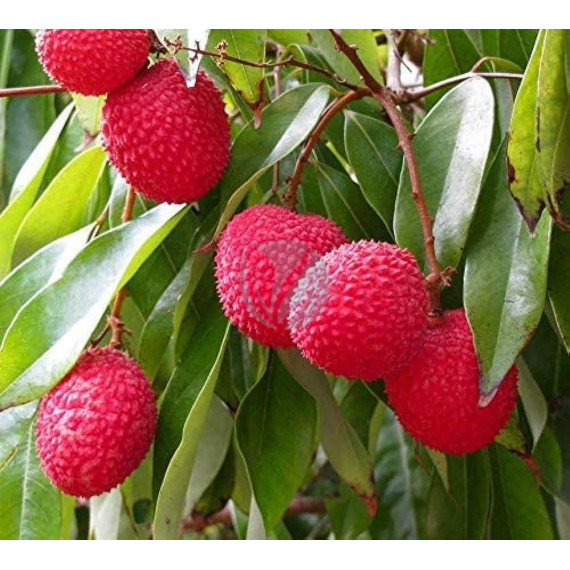 Litchi wai chee- Litchi chinensis