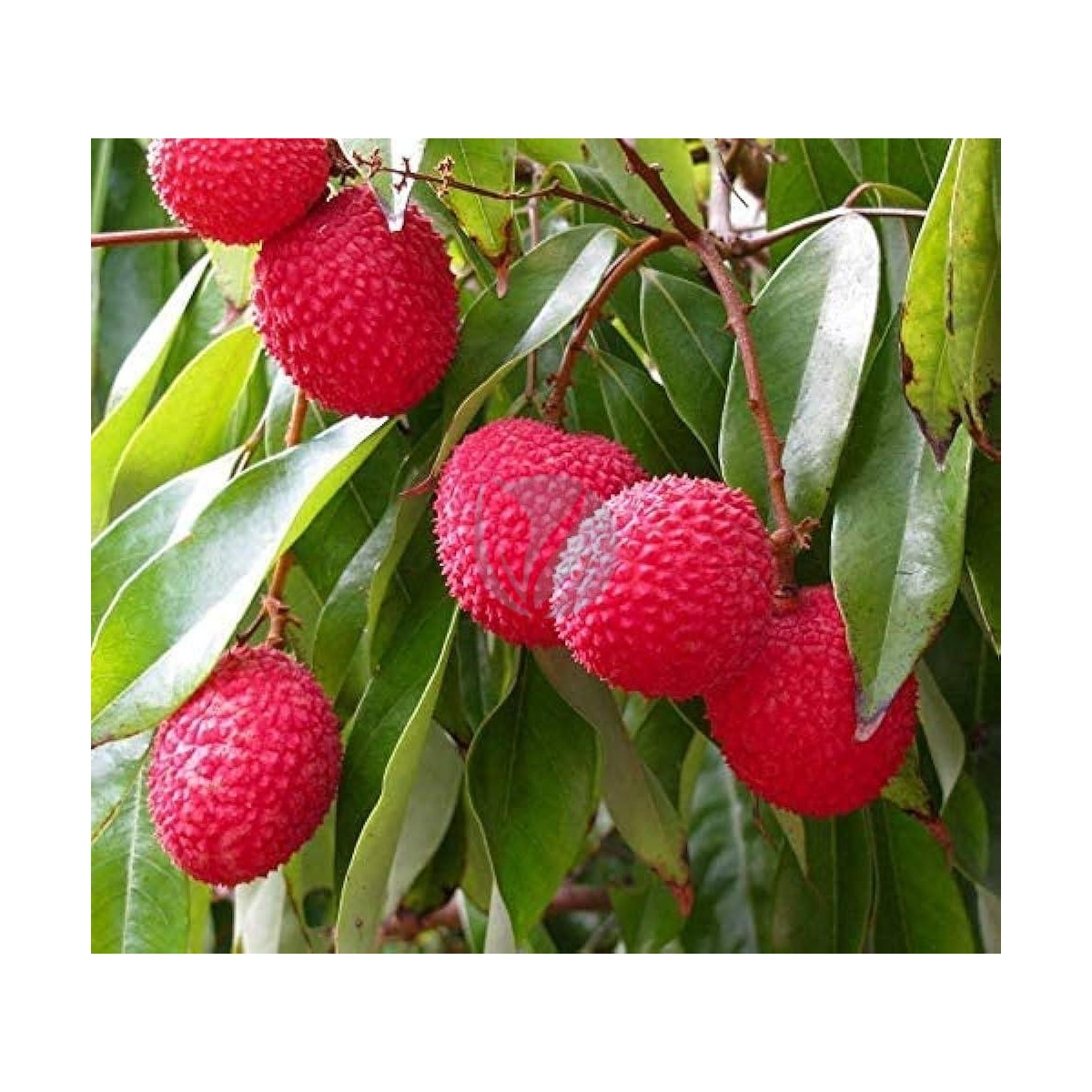 Litchi wai chee- Litchi chinensis