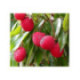 Litchi wai chee- Litchi chinensis