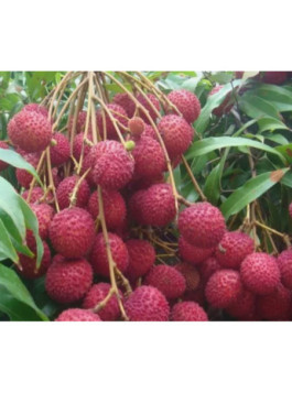 Litchi kwai may pink - Litchi chinensis