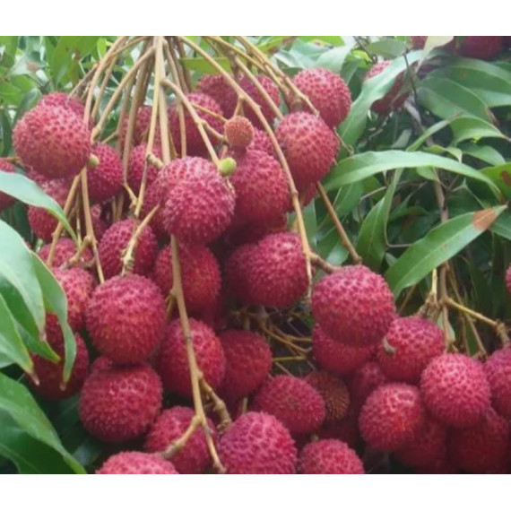 Litchi kwai may pink - Litchi chinensis