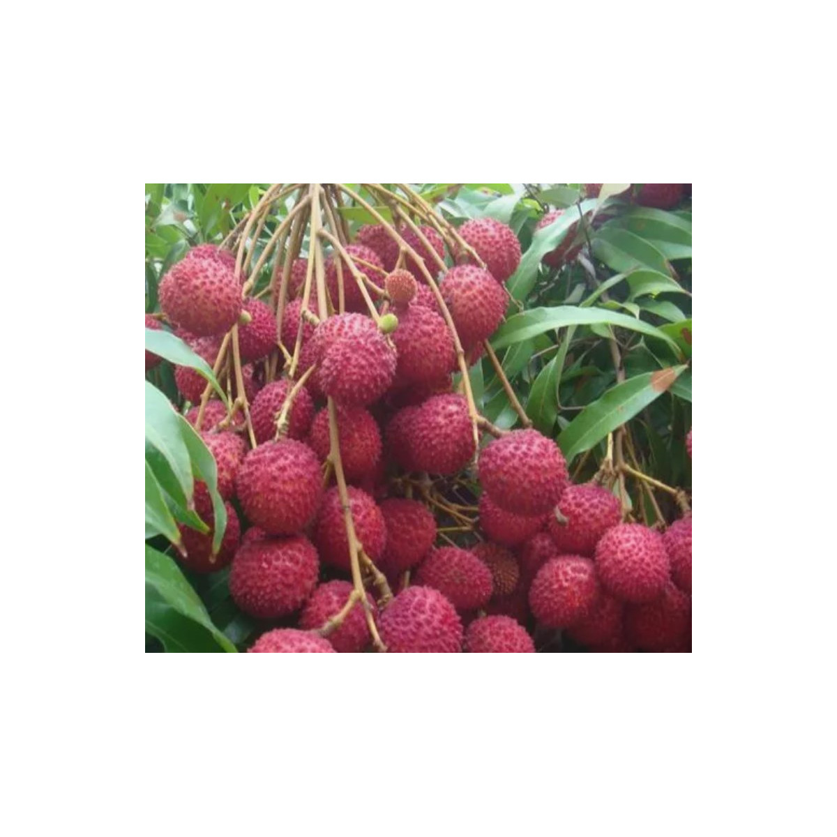 Litchi kwai may pink - Litchi chinensis