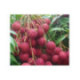 Litchi kwai may pink - Litchi chinensis
