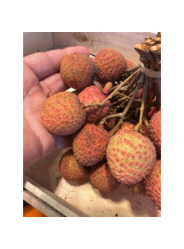 Litchi kwai may pink - Litchi chinensis