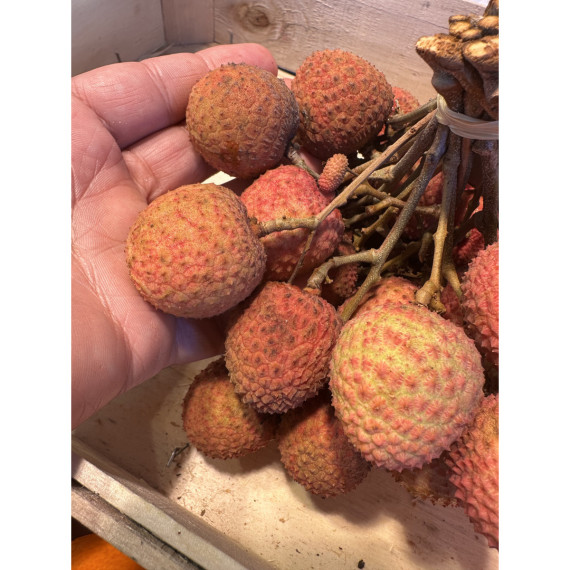 Litchi kwai may pink - Litchi chinensis